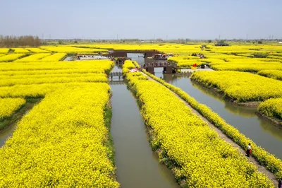 看油菜花，逛興化城