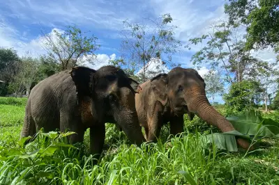 Phuket Nature Elephant Reserve