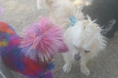 Butcher Dog Park