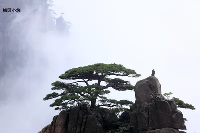 與風共舞的妖嬈 -- 黃山行之黃山松