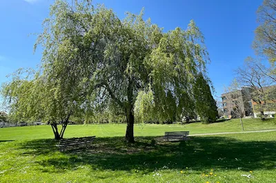Adanac Park