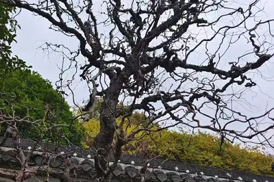 The Enchanting Carved Tower