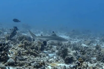 Deep Zone Dive Center