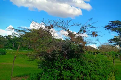 Golf Park