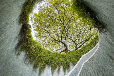 Fort Canning Tree Tunnel