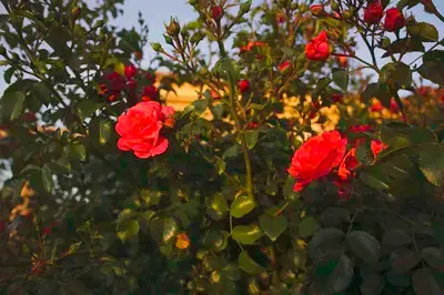 Rosedal