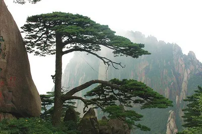 After Returning from Huangshan, No Need to See Other Pines