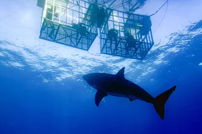 Shark Diving Cape Town