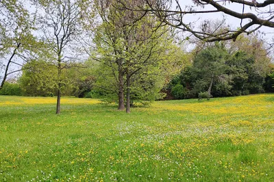 Bosco dell'Osellino