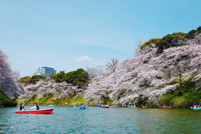 花見，從初開到滿開的喜悅｜東京大阪奈良10天櫻花追夢之旅