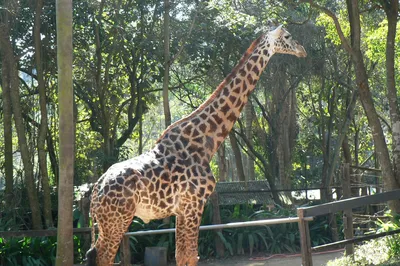 Zoo Safári