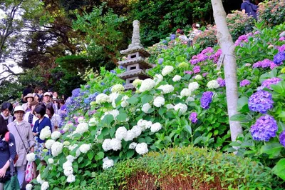 东京浅草寺旅游攻略：夏季紫阳花限定机位全解析，捕捉千年古刹与紫色花海的清