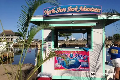 North Shore Shark Adventures
