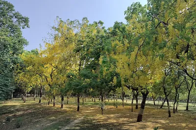 Pitampura District Park