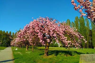 Parco Alfredo Albanese