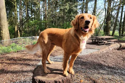 Northacres Off-Leash Dog Area