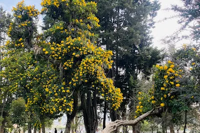 Inglés Park