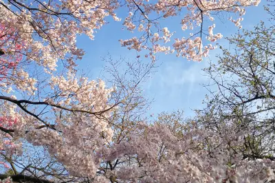 2019樱花季再游东京、京都90(拖延三年后完成的游记)