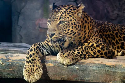Aslan Park