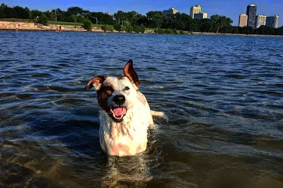 Montrose Dog Friendly Area