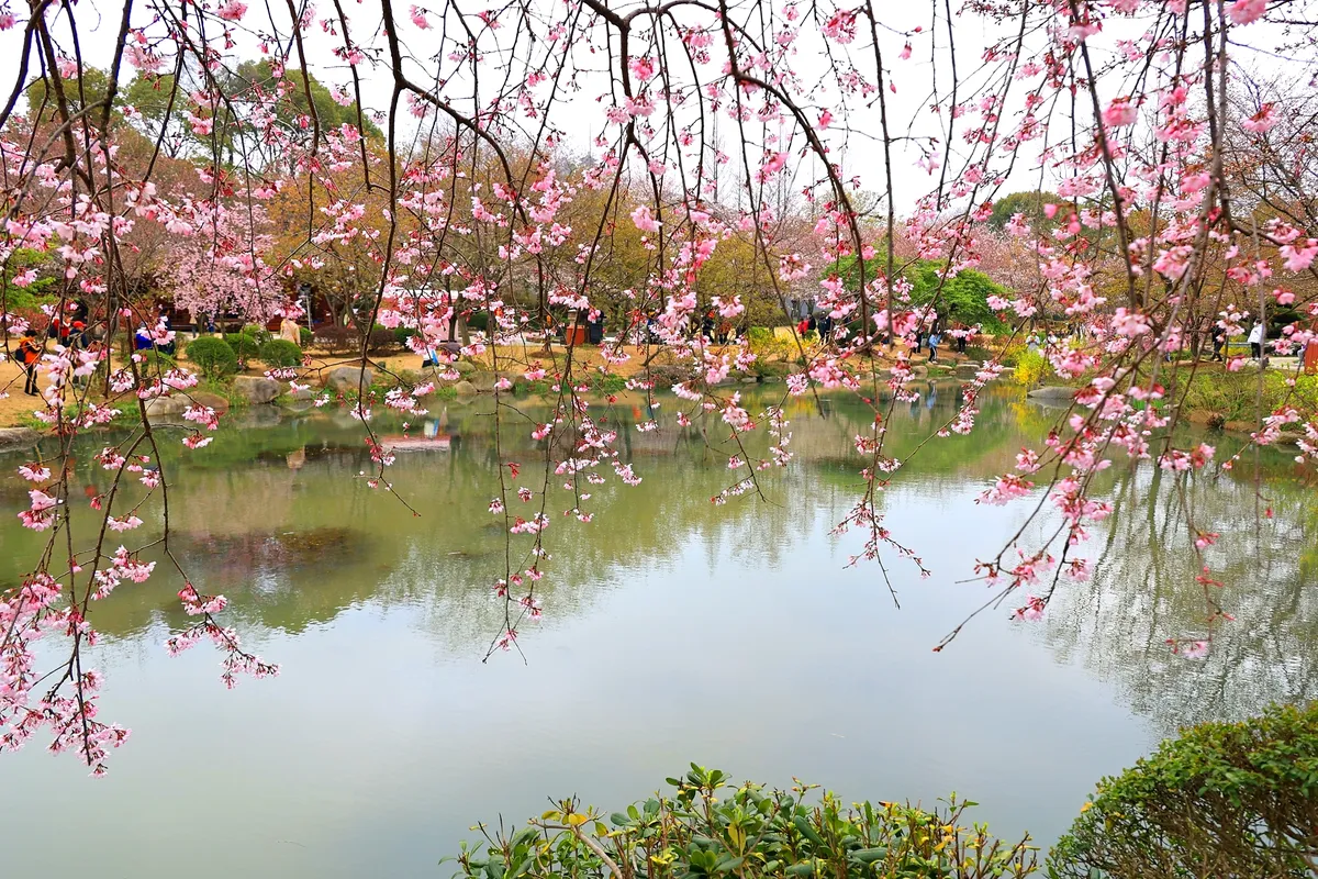 踏青寻芳 不负春光  2023年3月樱花季江苏无锡赏樱小记