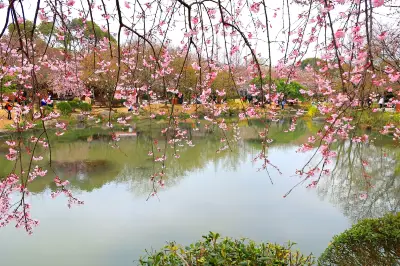 踏青寻芳 不负春光  2023年3月樱花季江苏无锡赏樱小记
