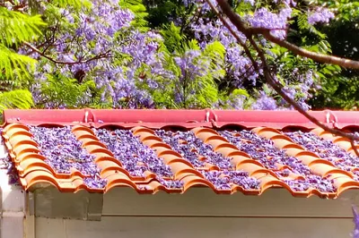 Counting Down the Hottest Internet-Famous Spots in Kunming: Jacarandas on Jiaochang Middle Road Are Sure to Make the List