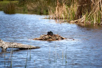 False Bay Nature Reserve - Rondevlei Bird Sanctuary