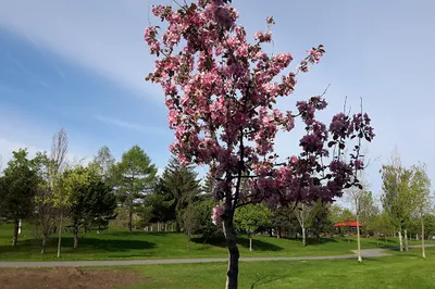 Lafond Park