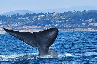 Adventure Whale Watching