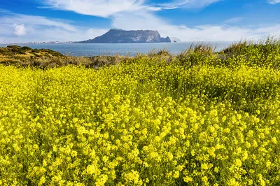 西歸浦賞油菜花