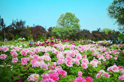 International Peony Garden