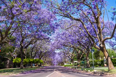 藍花楹林蔭道