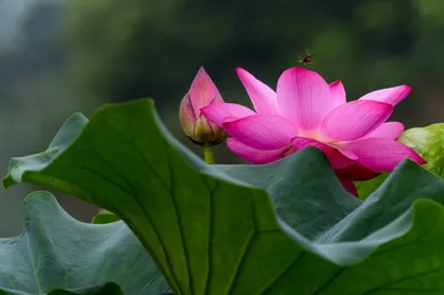 Yangpu New Jiangwan City Park – a Real ‘Gem’ for Lotus Viewing~