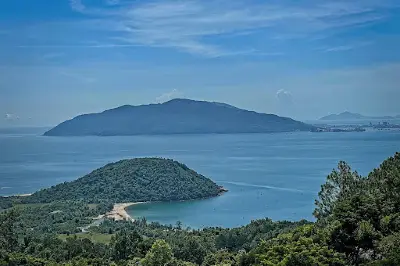 Cây thông Cô đơn