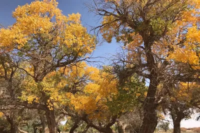 Xi'an - Gansu-Qinghai Grand Loop - Ejina Banner 10-Day Tour