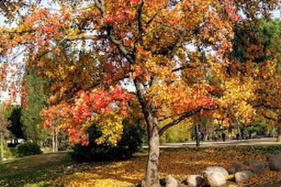 阿魯切公園