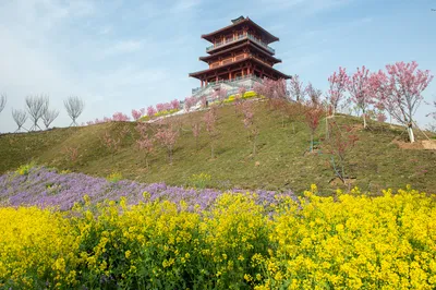 古柏渡豐樂櫻花園