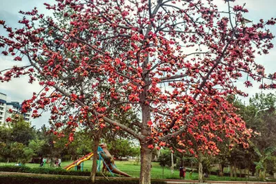 Stone Park