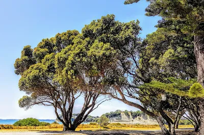 Orewa Beach Holiday Park