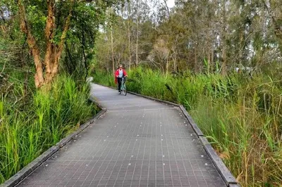 One of Sydney's Most Beautiful Forest Paths: Narrabeen Lake Trail