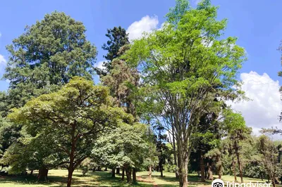 Ngong Road Forest Sanctuary