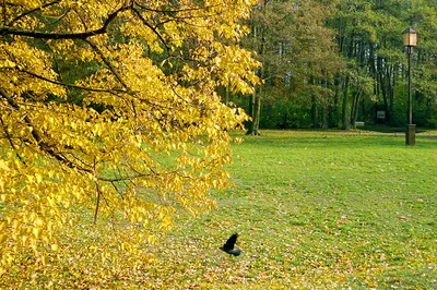 Park Olszyna