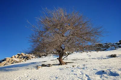Ohaliki bolo
