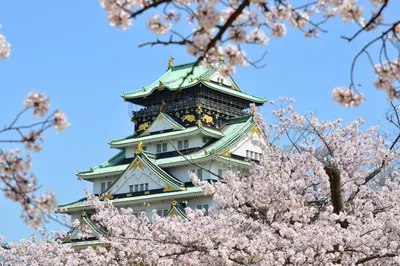 2025 Osaka Cherry Blossom Story
