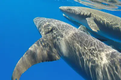 Sharkpoint