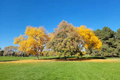 Crestmoor Park