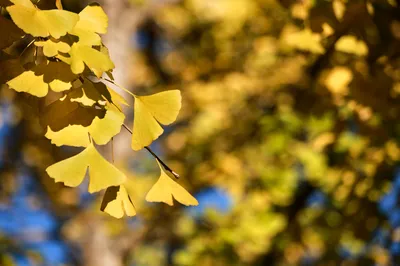 Through the Youth of Wind, Flowers, Snow, and Moon, Be a Unfettered Wanderer on the Border | Roaming Tengchong and Mangshi, Encountering a Feast of Golden Ginkgo in a Full Garden of Autumn Colors