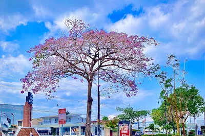 Antigua Aduana