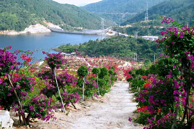 Bougainvillea Viewing in Xiamen
